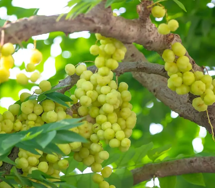 Gooseberry